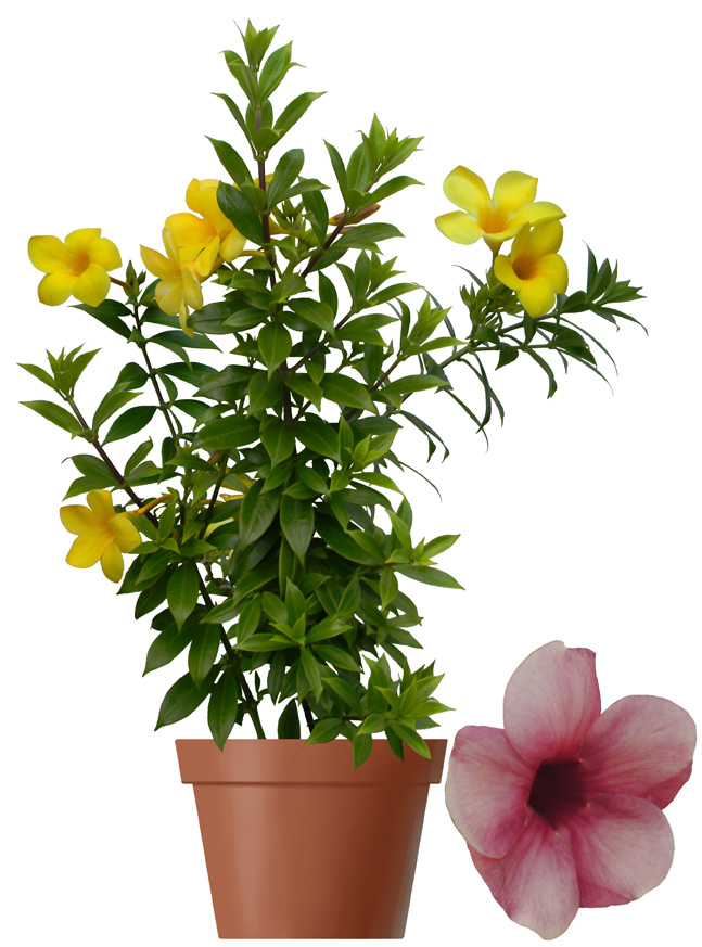 bog garden plants 6 Plant Deluxe Beginner’s Bog Kit main image 1