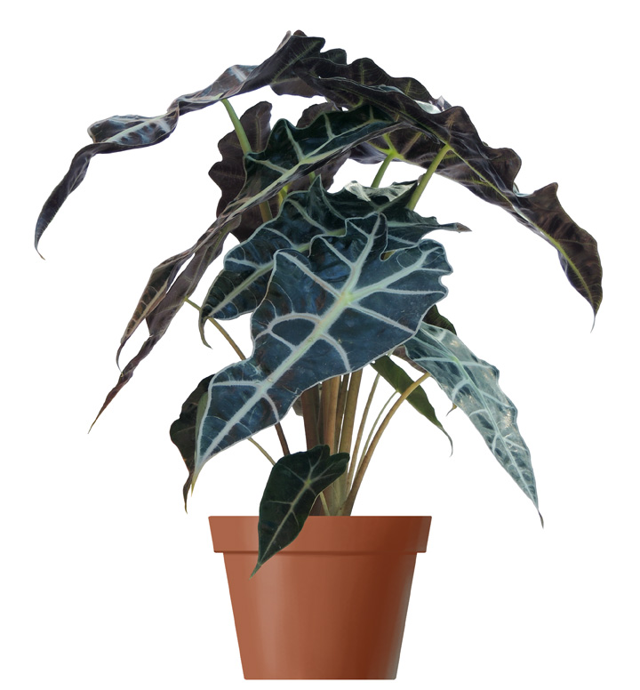 broadleaf plants Broadleaf Plantain – The Growers Exchange main image 0