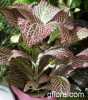 Fittonia