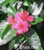 Catharanthus