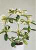 Stephanotis