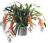 Billbergia