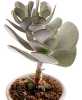 Cotyledon