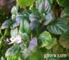 Plectranthus