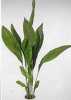 Aspidistra