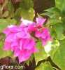 Bougainvillea