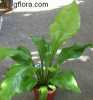 Asplenium