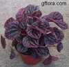 Peperomia