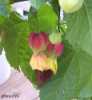 Abutilon megapotamicum