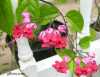 Clerodendrum speciosum