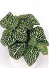 Fittonia verschaffeltii Coem.