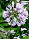 Agapanthus umbellatus L&#039;Her (A. africanus Hoffmgg.)