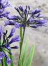 Agapanthus africanus Hoffmgg.