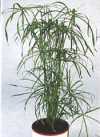 Cyperus alternifolis