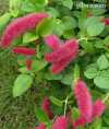 Acalypha hispaniolae