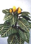 Aphelandra