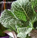 Fittonia