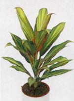 Cordyline fruticosa 'Kiwi'