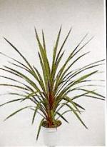 Cordyline australis Hook f. (C. indivisa hort. non Steud.)