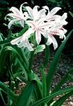 Crinum