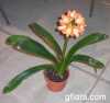 Clivia