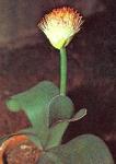 Haemanthus