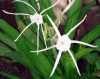 Hymenocallis