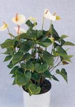 Anthurium andreanum Lind.