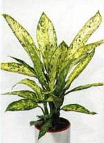 Dieffenbachia 'Vesuvius'