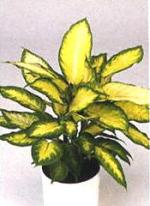 Dieffenbachia "camilla"