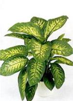 Dieffenbachia seguina 'Tropic Snow'