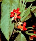 Aglaonema crispum (A. roebelinii hort.)
