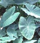 Colocasia