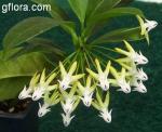 Hoya multiflora (Shooting star)