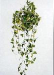 Senecio