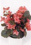 Begonia