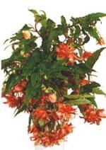 Begonia tuberhybrida Voss. &quot;Pendula&quot; fl. pl. hort.
