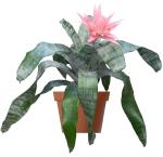 Aechmea