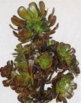 Aeonium