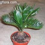 Cycas