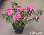 Azalea