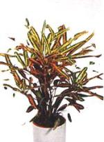 Codiaeum variegatum 'Grubell'