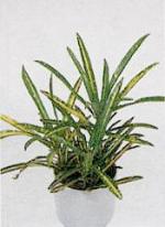 Codiaeum variegatum 'Goldfinger'