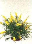 Cytisus