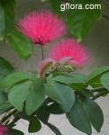 Calliandra