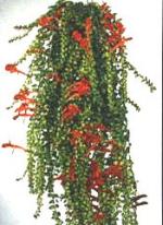 Columnea microphylla Morton.