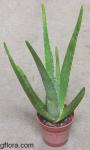 Aloe