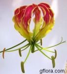 Gloriosa