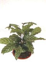 Calathea 'Freddie'
