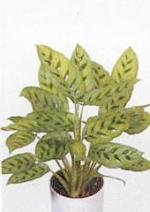 Calathea leopardina